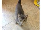 Adopt MONKEY a Tiger Striped Domestic Shorthair (short coat) cat in Owenboro