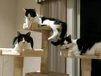 Adopt Stan a Black & White or Tuxedo Domestic Shorthair (short coat) cat in Fort