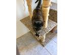 Adopt WILLOW a Tortoiseshell Domestic Shorthair (short coat) cat in Owenboro