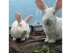 Adopt Roxanne a White Other/Unknown / Other/Unknown / Mixed rabbit in Wheaton