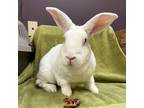 Adopt Georgie a White Other/Unknown / Other/Unknown / Mixed rabbit in Wheaton