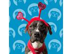 Adopt Cheeseburger a Brindle Boxer / American Pit Bull Terrier / Mixed dog in