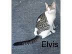 Adopt Elvis a White (Mostly) Domestic Shorthair (short coat) cat in Porter