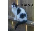 Adopt Priscilla a Black & White or Tuxedo Domestic Shorthair (short coat) cat in