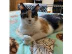 Adopt Confetti a Calico or Dilute Calico Domestic Mediumhair (medium coat) cat