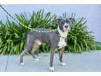 Adopt Valentine a Gray/Silver/Salt & Pepper - with White American Pit Bull