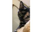 Adopt FELICITY a Tortoiseshell Domestic Shorthair (short coat) cat in Owenboro