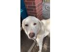 Adopt Britney a White Labrador Retriever / Mixed dog in Avon, CT (37420134)