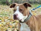 Adopt Thor a Tan/Yellow/Fawn - with White Pit Bull Terrier / Mixed dog in