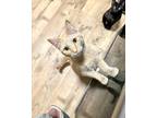 Adopt Zucca a Orange or Red Domestic Shorthair / Mixed (short coat) cat in