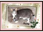 Adopt Maisy a Gray, Blue or Silver Tabby Domestic Shorthair (short coat) cat in