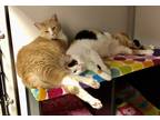 Adopt Simba a Cream or Ivory Domestic Shorthair (short coat) cat in Whitehall