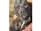 Adopt Violet a Brindle Catahoula Leopard Dog / Mixed dog in Archbold