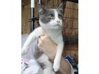Adopt Hero a Gray or Blue (Mostly) American Shorthair (short coat) cat in