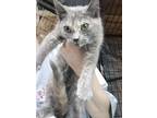 Adopt Citrine a Calico or Dilute Calico American Shorthair (short coat) cat in