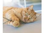 Adopt Waldo a Orange or Red Tabby Domestic Shorthair (short coat) cat in Torrey