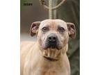 Adopt Ivory a Tan/Yellow/Fawn Pit Bull Terrier / Mixed dog in Washington