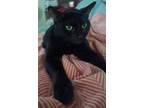 Adopt Valerie a All Black Domestic Shorthair (short coat) cat in Gastonia