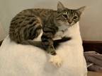 Adopt Omega fox a Brown Tabby American Shorthair (short coat) cat in Colton