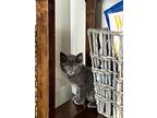 Adopt Dorothy a Spotted Tabby/Leopard Spotted Domestic Mediumhair cat in
