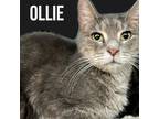 Adopt Ollie a Gray, Blue or Silver Tabby Domestic Shorthair (short coat) cat in
