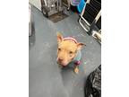 Adopt Peaches a Tan/Yellow/Fawn Mixed Breed (Medium) / Mixed dog in Lauderhill