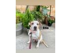 Adopt ELLA a Tan/Yellow/Fawn - with White Boxer / Mixed dog in New York