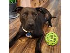 Adopt Grover a Black American Pit Bull Terrier / Mixed dog in Dallas