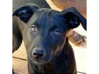 Adopt Emmett a Black Belgian Malinois / Patterdale Terrier (Fell Terrier) /