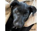Adopt Jacob a Black Belgian Malinois / Patterdale Terrier (Fell Terrier) / Mixed