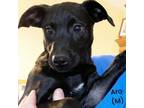 Adopt Aro a Black Belgian Malinois / Patterdale Terrier (Fell Terrier) / Mixed