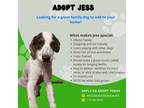 Adopt Jess a Brown/Chocolate Coonhound / Mixed Breed (Medium) / Mixed dog in