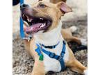 Adopt Topo a Tan/Yellow/Fawn Mixed Breed (Large) / Mixed dog in Oklahoma City