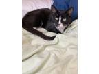 Adopt Popeye a Black & White or Tuxedo Domestic Shorthair cat in New York