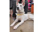 Adopt Nemo a White Husky / Shepherd (Unknown Type) / Mixed dog in Spruce Grove