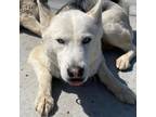 Adopt Lollie a White - with Tan, Yellow or Fawn Husky / Mixed dog in Eufaula