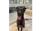 Adopt Blitzen CP a Brindle Dutch Shepherd / Mixed dog in Beverly Hills