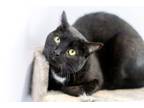 Adopt John (bonded with Jamie) a All Black Domestic Shorthair / Domestic