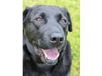 Adopt Buddy a Black Mixed Breed (Large) / Mixed dog in Montreal, QC (37568137)
