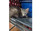 Adopt Miss Kitty a Brown Tabby Domestic Shorthair / Mixed cat in Mooresville