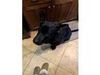 Adopt Diamond a Black German Shepherd Dog / Great Dane dog in Banning