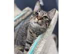 Adopt Aster a Brown Tabby Domestic Shorthair / Mixed (short coat) cat in Panama