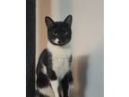 Adopt Ernie a Black & White or Tuxedo Domestic Shorthair cat in Sedalia