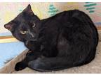 Adopt Moonshine a All Black Domestic Shorthair / Mixed (short coat) cat in St.