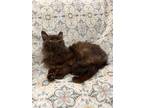 Adopt Knight a Domestic Longhair / Mixed (short coat) cat in Raleigh
