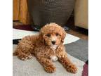 Cavapoo Puppy for sale in Nappanee, IN, USA