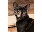 Adopt Sierra (gets adopted with Commander and Ozzie) a Tortoiseshell