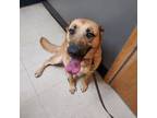 Adopt Sadie a German Shepherd Dog