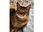 Adopt Goldie a Tabby