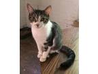 Adopt North a American Shorthair